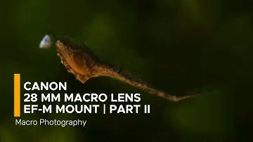 Canon EF-M 28mm f/3.5 Macro IS STM Lens | Canon M50 Mark II | Part2