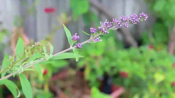 Canon Rebel T4i EF 40mm f/2.8 STM  Auto Focus Test Shots