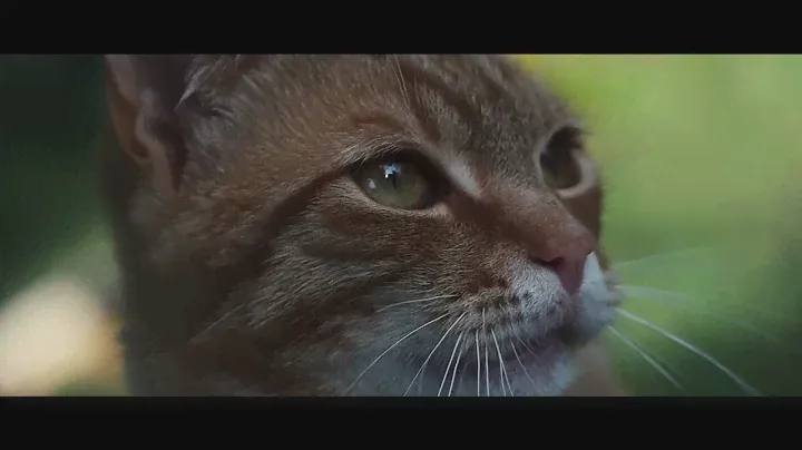 Cat, Cinematic video (Canon Eos m200 + helios 44M - best price choice)